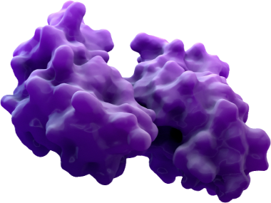 protein enzyme